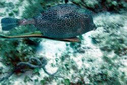 A Trunkfish trying to get a Remora unattached. Taken in C... by Chuck Plummer 